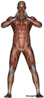 male muscle anatomy