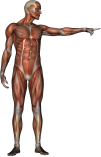 anatomy man pointing left
